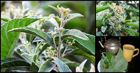 sabong plant|Sambong: An Age.